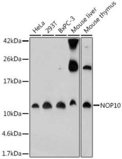 NOP10 Antibody - Azide and BSA Free, Novus Biologicals 0.1 mL; Unconjugated:Antibodies,