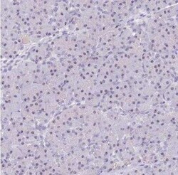NOP56 Antibody, Novus Biologicals 0.1 mL | Buy Online | Novus Biologicals | Fisher Scientific