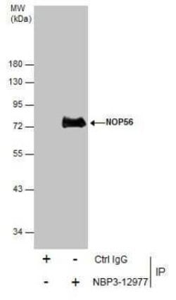 NOP56 Antibody, Novus Biologicals 100 &mu;g; Unconjugated:Antibodies, Polyclonal