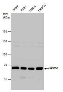 NOP56 Antibody, Novus Biologicals 100 &mu;g; Unconjugated:Antibodies, Polyclonal