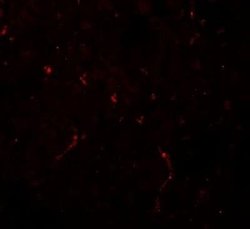 NOSTRIN Antibody - BSA Free, Novus Biologicals 0.1 mg | Buy Online | Novus Biologicals | Fisher Scientific