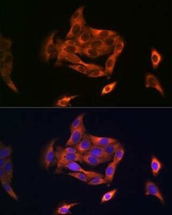NOSTRIN Antibody - Azide and BSA Free, Novus Biologicals:Antibodies:Primary