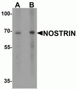 NOSTRIN Antibody - BSA Free, Novus Biologicals 0.1 mg | Buy Online | Novus Biologicals | Fisher Scientific