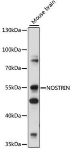 NOSTRIN Antibody - Azide and BSA Free, Novus Biologicals:Antibodies:Primary