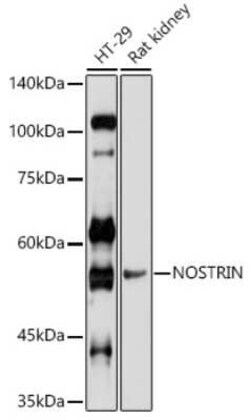 NOSTRIN Antibody - Azide and BSA Free, Novus Biologicals:Antibodies:Primary