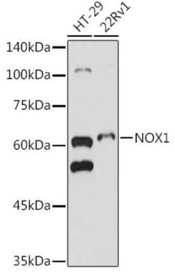 NOX1 Antibody - Azide and BSA Free, Novus Biologicals 0.1 mL; Unconjugated:Antibodies,