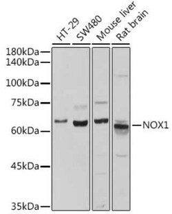 NOX1 Antibody - BSA Free, Novus Biologicals:Antibodies:Primary Antibodies