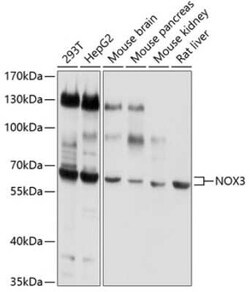 NOX3 Antibody - BSA Free, Novus Biologicals 0.02 mL | Buy Online | Novus Biologicals | Fisher Scientific