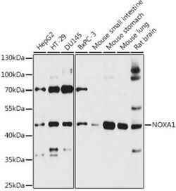 NOXA1 Antibody - Azide and BSA Free, Novus Biologicals:Antibodies:Primary