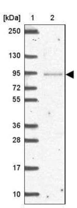 NPIP Antibody, Novus Biologicals:Antibodies:Primary Antibodies