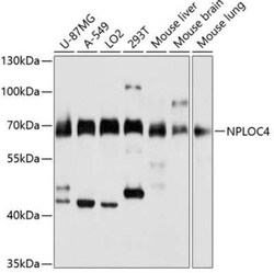 NPLOC4 Antibody - BSA Free, Novus Biologicals 0.1 mL; Unconjugated:Antibodies,