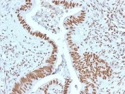 NPM1 Antibody (NPM1/1902) - Azide and BSA Free, Novus Biologicals 100 ug;