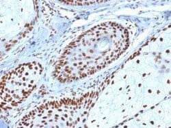 NPM1 Antibody (NPM1/1902) - Azide and BSA Free, Novus Biologicals 100 ug;