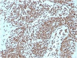 NPM1 Antibody (NPM1/3287) - Azide and BSA Free, Novus Biologicals 100 ug;