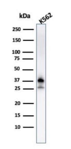 NPM1 Antibody (NPM1/3287) - Azide and BSA Free, Novus Biologicals 100 ug;