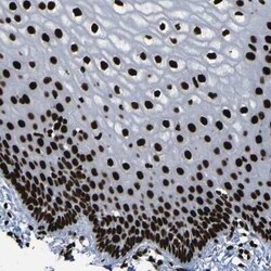 NPM1 Antibody, Novus Biologicals 0.1 mL | Buy Online | Novus Biologicals | Fisher Scientific