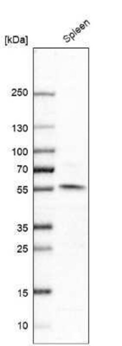 NPY1R Antibody, Novus Biologicals 0.1 mL | Buy Online | Novus Biologicals | Fisher Scientific