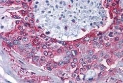 NPY2R Antibody, Novus Biologicals 50 &mu;g; Unconjugated:Antibodies, Polyclonal