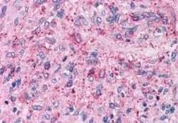 NPY5R Antibody, Novus Biologicals 50 &mu;g; Unconjugated:Antibodies, Polyclonal