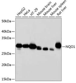 NQO-1 Rabbit anti-Human, Mouse, Rat, Clone: 1O2N3, Novus Biologicals 20 &mu;g | Buy Online | Novus Biologicals | Fisher Scientific