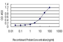 NQO-1 Antibody (1E3-A6), Novus Biologicals 0.1 mg, Unconjugated:Antikörper