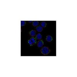 NRAMP1/SLC11A1 Rabbit anti-Human, Polyclonal, Novus Biologicals 100 &mu;g | Buy Online | Bio-Techne | Fisher Scientific