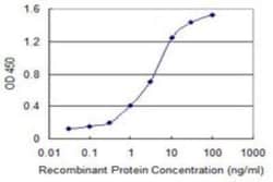 NRAMP2/SLC11A2/DMT1 Antibody (4C6), Novus Biologicals 0.1 mg; Unconjugated:Antibodies,