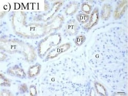 NRAMP2/SLC11A2/DMT1 Antibody (4C6), Novus Biologicals 0.1 mg; Unconjugated:Antibodies,