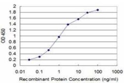 NRAMP2/SLC11A2/DMT1 Antibody (4G2), Novus Biologicals 0.1 mg | Buy Online | Novus Biologicals | Fisher Scientific