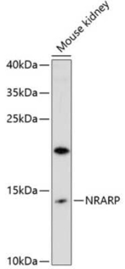 NRARP Antibody - Azide and BSA Free, Novus Biologicals:Antibodies:Primary