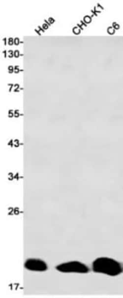 NRAS Antibody (S01-7D0), Novus Biologicals 50 &mu;g; Unconjugated:Antibodies,
