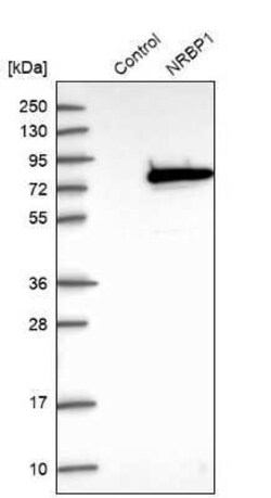 NRBP1 Antibody, Novus Biologicals 0.1 mL | Buy Online | Novus Biologicals | Fisher Scientific