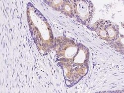 NRBP2 Antibody, Novus Biologicals:Antibodies:Primary Antibodies