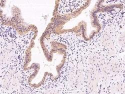NRBP2 Antibody, Novus Biologicals:Antibodies:Primary Antibodies