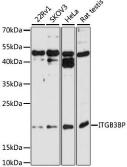 NRIF3 Antibody - Azide and BSA Free, Novus Biologicals 0.02 mL; Unconjugated:Antibodies,