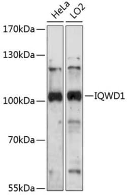 NRIP Antibody - Azide and BSA Free, Novus Biologicals 0.02 mL, Unconjugated:Antibodies,