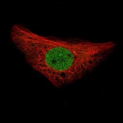 NRSF Antibody (CL0381), Novus Biologicals 0.1 mL; Unconjugated:Antibodies,