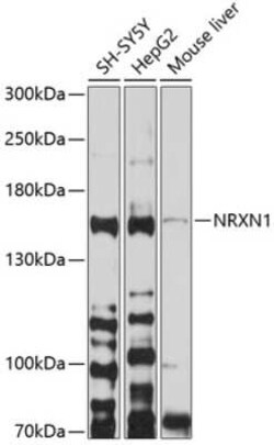 NRXN1 Antibody - BSA Free, Novus Biologicals 0.02 mL; Unconjugated:Antibodies,