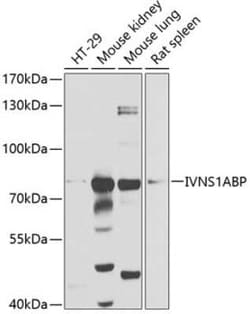 NS1-BP Antibody - BSA Free, Novus Biologicals:Antibodies:Primary Antibodies