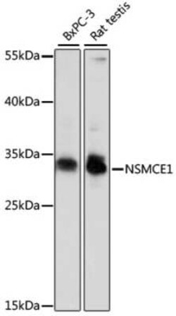 NSMCE1 Antibody - Azide and BSA Free, Novus Biologicals:Antibodies:Primary