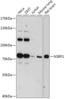 NSRP1 Antibody - Azide and BSA Free, Novus Biologicals:Antibodies:Primary