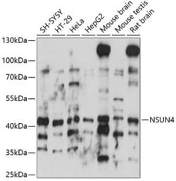 NSUN4 Antibody - Azide and BSA Free, Novus Biologicals 0.02 mL | Buy Online | Novus Biologicals | Fisher Scientific