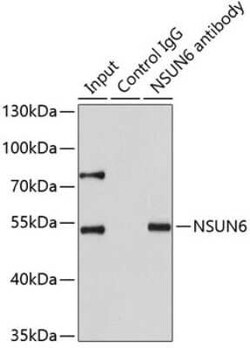 NSUN6 Antibody - BSA Free, Novus Biologicals 0.1 mL, Unconjugated:Antibodies,