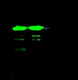 NT5C3 Rabbit anti-Human, Clone: 9, Novus Biologicals 50 &mu;g; Unconjugated:Antibodies,