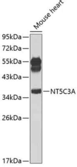 NT5C3 Antibody - BSA Free, Novus Biologicals 0.02 mL, Unconjugated:Antibodies,