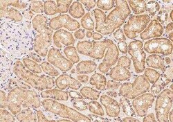 NT5DC2 Antibody, Novus Biologicals 100 &mu;g; Unconjugated:Antibodies,