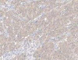 NTAN1 Antibody, Novus Biologicals:Antibodies:Primary Antibodies