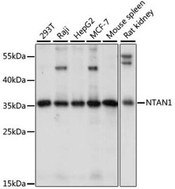 NTAN1 Antibody - Azide and BSA Free, Novus Biologicals 0.02 mL, Unconjugated:Antibodies,