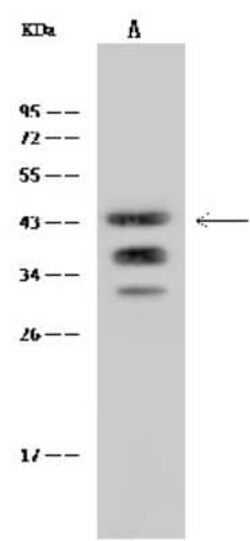 NTB-A/SLAMF6/CD352 Rabbit anti-Mouse, Clone: 40, Novus Biologicals:Antibodies:Primary