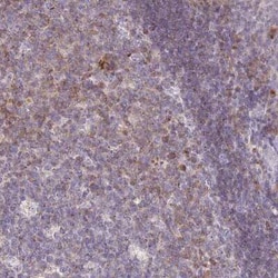 NTB-A/SLAMF6/CD352 Antibody, Novus Biologicals 25 &mu;L, Unconjugated:Antibodies,